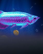 Arowana's Luck