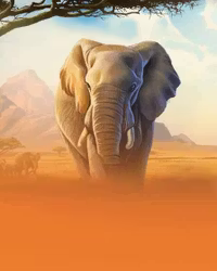 African Elephant