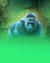 Jungle Gorilla
