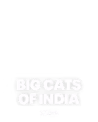 Big Cats of India