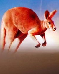 Kangaroo Land